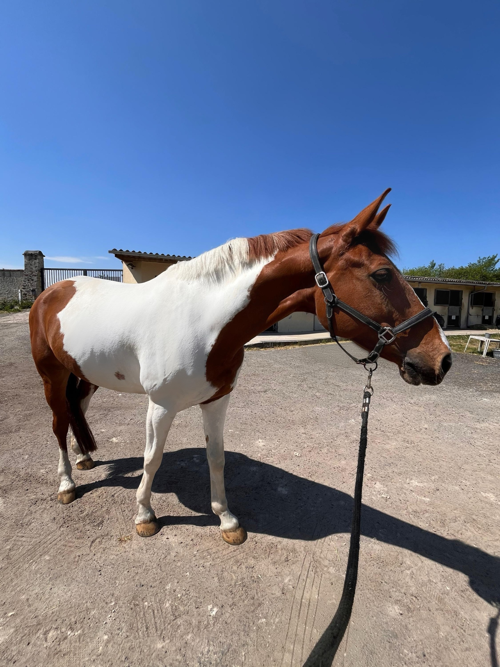 cheval pie à vendre