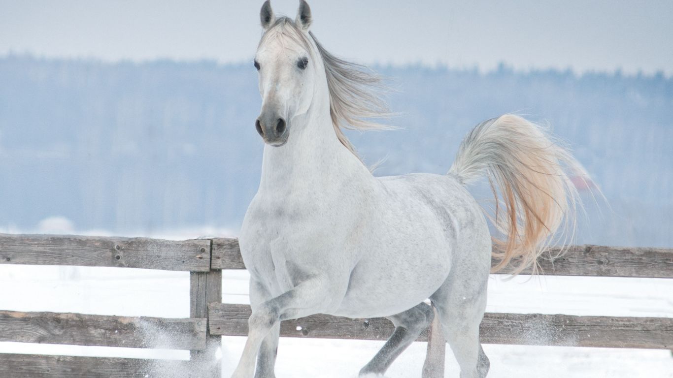 Adopter un cheval en toute confiance